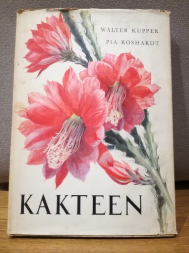Kakteen echinocereus - kakteen,