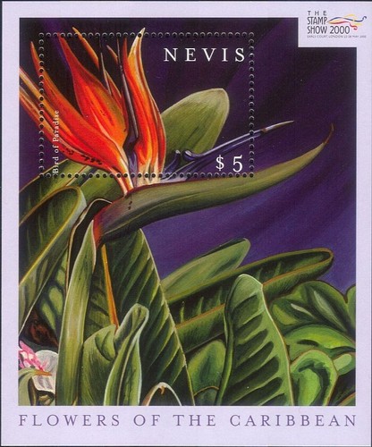 Nevis 2000 strelitzia pianta - nevis,