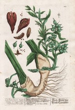 Cardamomo Spezie Erbe Botanica