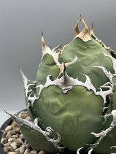 Agave Titanota White Whale