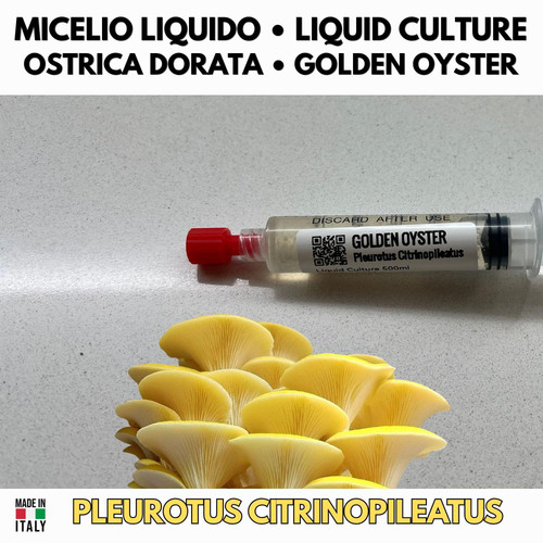 Cultura liquida fungo - cultura, ostrica