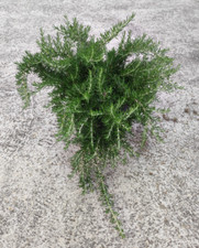 1 Pianta di Rosmarino Prostato