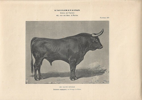 Stampa antica toro - stampa, razza