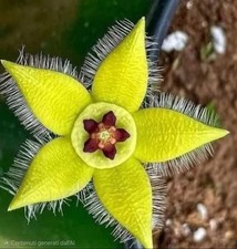 1 stelo a radice Nuda Orbea Semota Var Lutea, foto fiore da web, rara