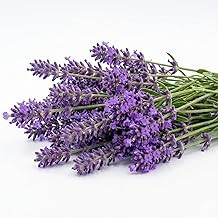 Semi lavanda profumata - lavanda, ad