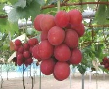 Vitis ruby roman uva - vitis, sp.