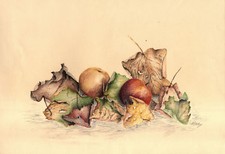 NATURA MORTA FRUTTA E FOGLIE -