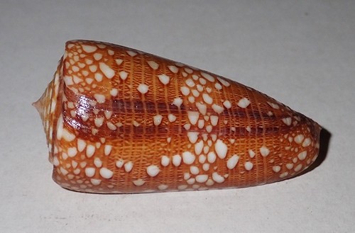 Huge conus nobilis - mm,