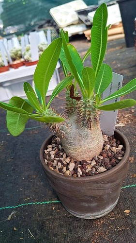 Pachypodium eburneum piante