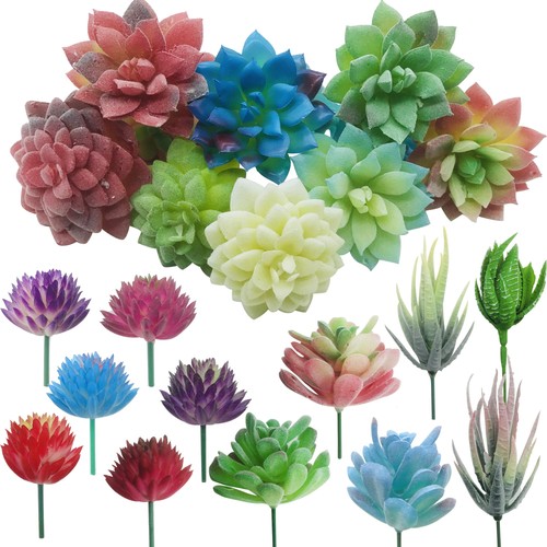 Cayway succulente - 20, pz