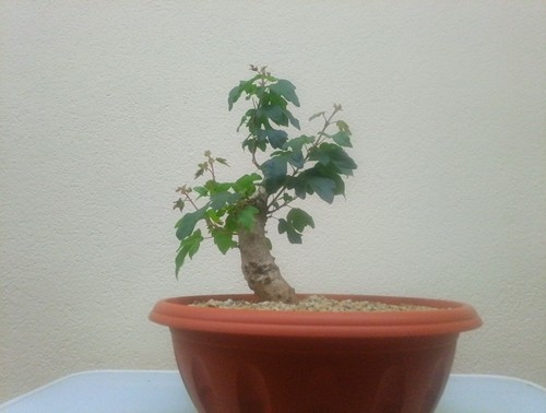Bonsai acero campestre prezzo - acero, campestre.prezzo
