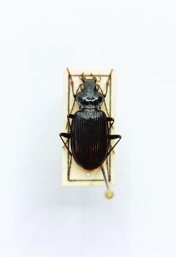 Entomology taxidermy - entomology,