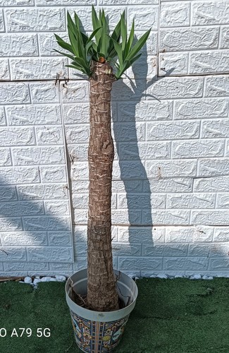 Jucca elefantina - jucca,
