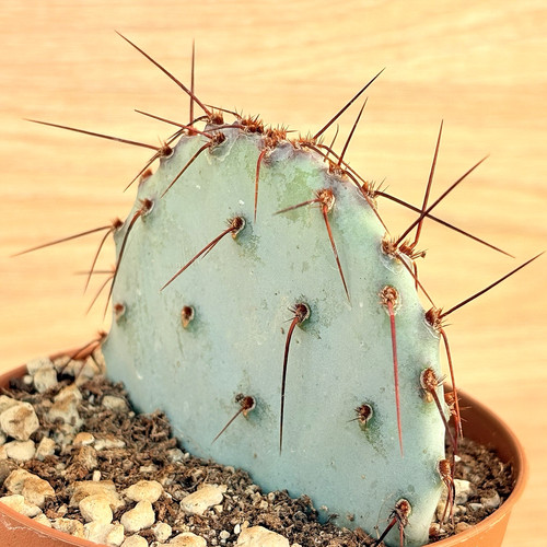 Opuntia violacea pot 10 cm - violacea,