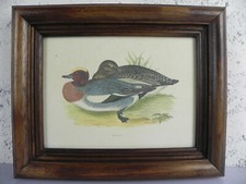 Stampa Wigeon MARECA Fischione Litografia Anrica D'Epoca Quadro Cornice in legno