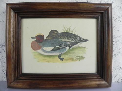 Stampa wigeon mareca fischione - stampa,