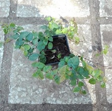 40pz pianta ficus repens - pianta,