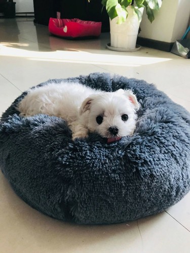Cuccia per animali - , super
