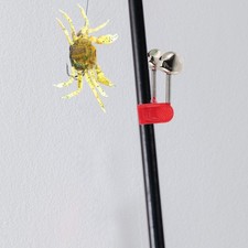 Granchio da Pesca Esca