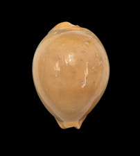 Conchiglia Shell CYPRAEA
