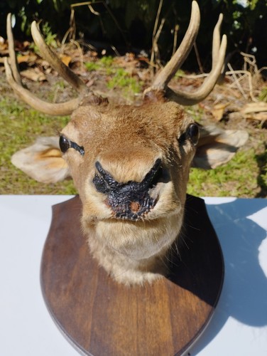 Testa trofeo cervo imbalsamato - cervo,