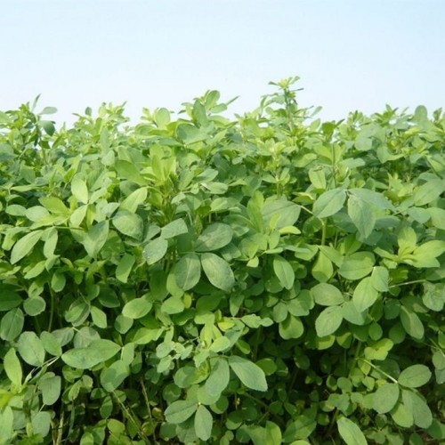 Semi erba medica frigos - medica,