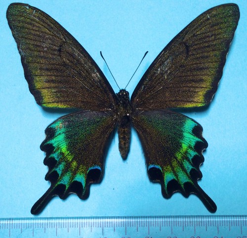 Papilio maackii maackii