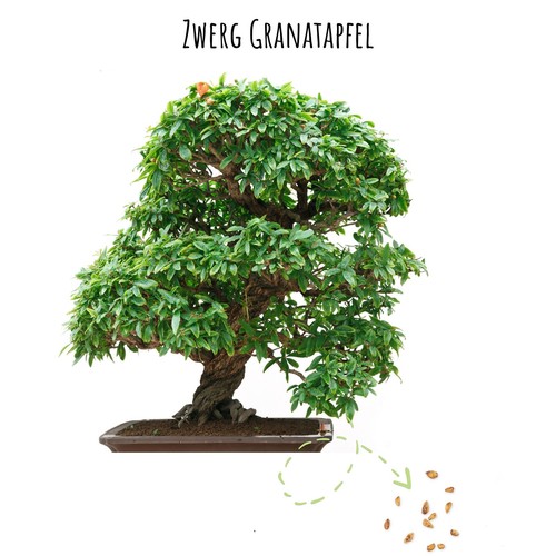 Semi per bonsai melograno - per,