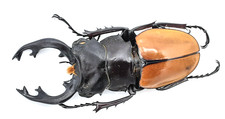 Lucanidae, Odontolabis mouhoti