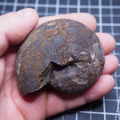 Goniatite devoniana - 76, mm