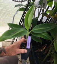 Dwarf Cavendish Banana Plant -