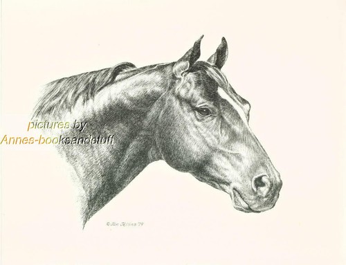 209 quarto cavallo ritratto - ritratto, *