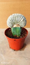 Astrophytum Miriostigma Cv