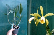 Cattleya forbesii orchidée - cattleya,