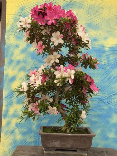 Joe bonsai rarità - joe, "