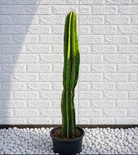 Cactus cereus - cactus,