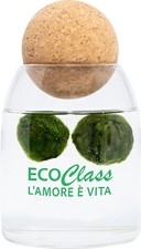 Marimo 4 - 6 cm in Vaso di