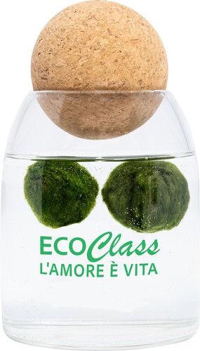 Marimo cm in vaso di - 6,