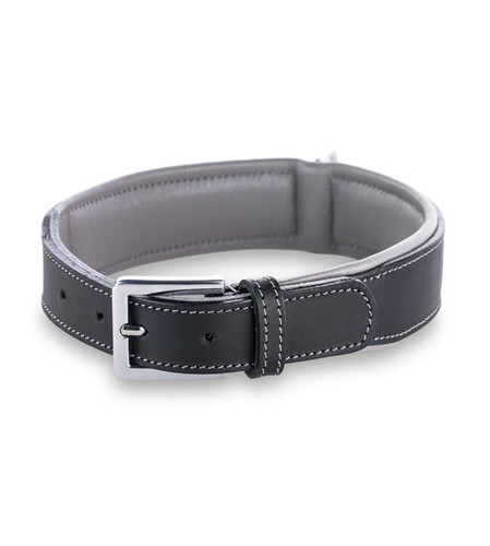 Jack russell premium - jack,