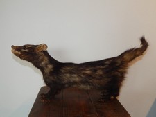 ALLESTIMENTO TASSIDERMICO CIVETTA DELLE PALME paradoxodus hermaphroditus