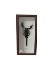 Scorpio Thailand Taxidermized