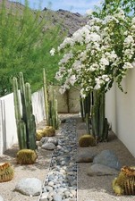 Mix cactus vaso - mix,