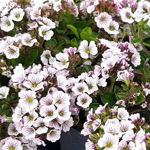 Vela dell himalaya gypsophila - dell'himalaya,