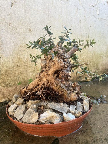 Bonsai olivo olea europea - olivo,, di