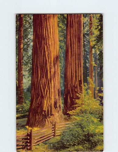 Cartolina alberi sequoia - cartolina, di