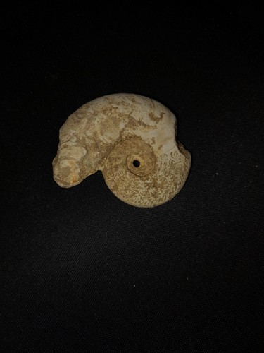 Fossile ammoniti - fossile,