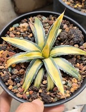 Rara Agave victoriae-reginae