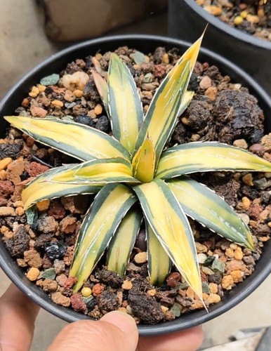 Rara agave victoriae reginae - agave, victoriae-reginae