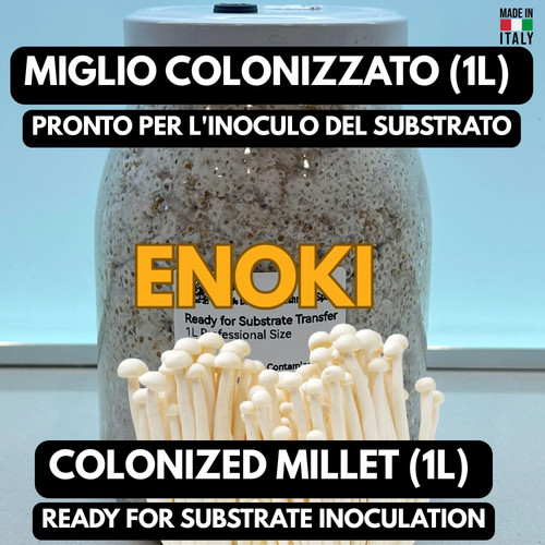 Micelio enoki grano - 1l, |