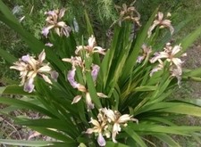 2 RIZOMI IRIS FOETIDISSIMA SPECIE BOTANICA SEMPREVERDE BACCA COLOR ROSSO-CORALLO